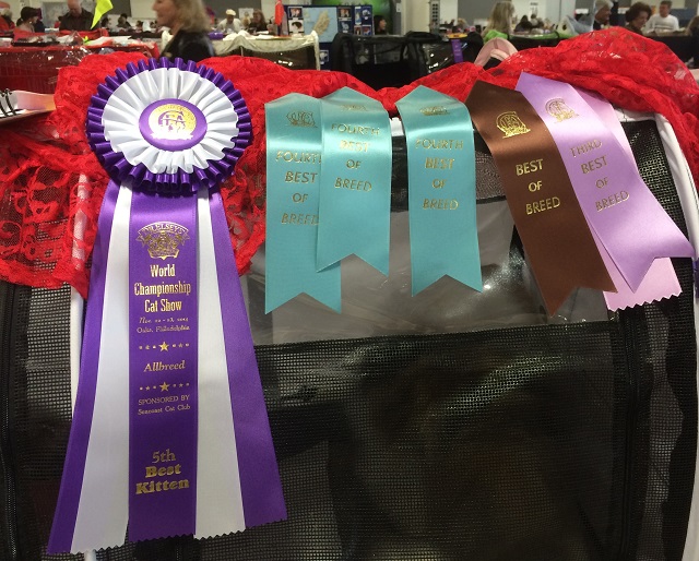 So Proud !!  Recognized in six rings.  Fifth Best Allbreed Kitten in Peter Vanwonterghem's ring