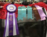 So Proud !!  Recognized in six rings.  Fifth Best Allbreed Kitten in Peter Vanwonterghem's ring